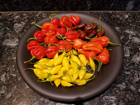HotChili-1.jpg